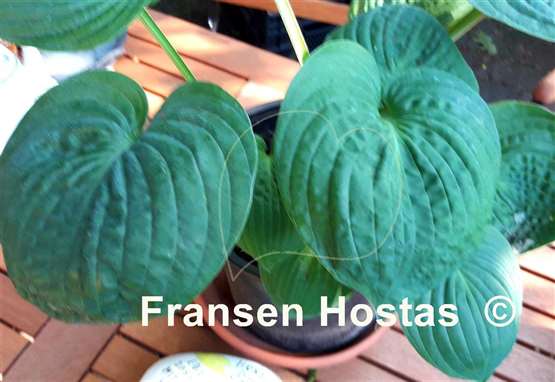 Hosta After Party